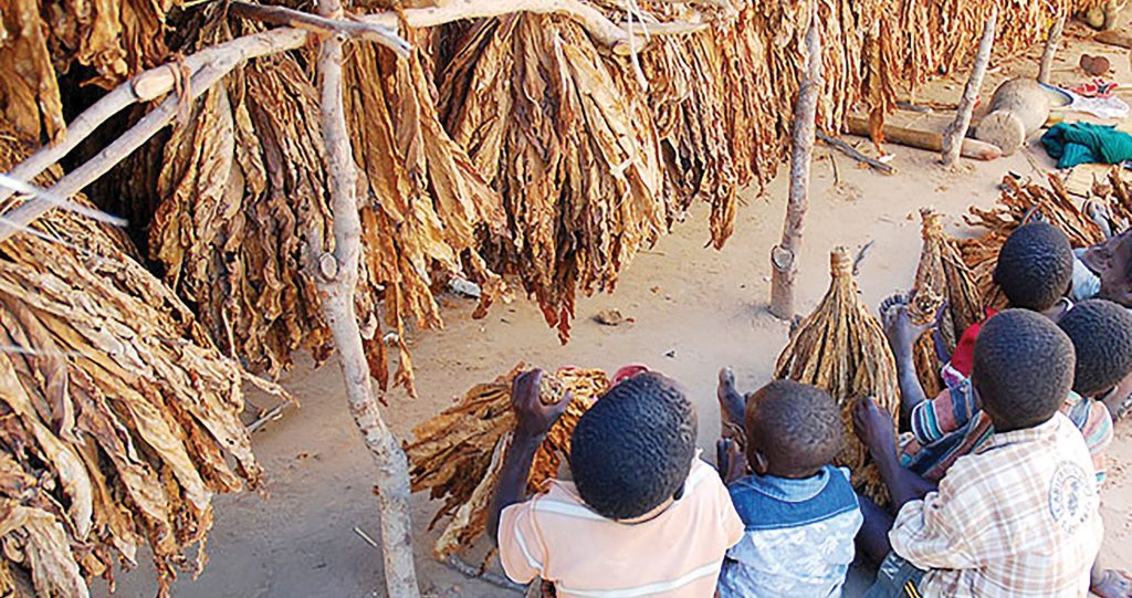 Child labour in tobacco industry worries ministry - Business Malawi